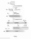 Fig. 10 - GLUCAGON-LIKE PEPTIDE-2 COMPOSITIONS AND METHODS OF MAKING AND USING SAME
