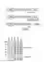 Fig. 04 - Method for refining protein including self-cutting cassette and use thereof