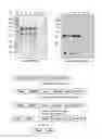 Fig. 05 - Method for refining protein including self-cutting cassette and use thereof