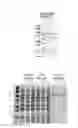 Fig. 08 - Method for refining protein including self-cutting cassette and use thereof