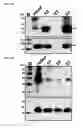 Fig. 04 - Humanized monoclonal antibodies that specifically bind and/or neutralize Japanese encephalitis virus (JEV) and their use