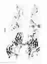 Fig. 08 - Humanized monoclonal antibodies that specifically bind and/or neutralize Japanese encephalitis virus (JEV) and their use