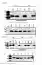 Fig. 09 - Humanized monoclonal antibodies that specifically bind and/or neutralize Japanese encephalitis virus (JEV) and their use