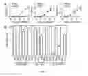 Fig. 04 - Compositions and methods related to antibodies to staphylococcal protein A