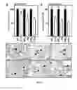 Fig. 06 - Compositions and methods related to antibodies to staphylococcal protein A