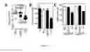 Fig. 13 - Compositions and methods related to antibodies to staphylococcal protein A