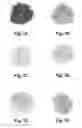 Fig. 08 - PACKAGING FORMULATION FOR PREVENTING THE INSOLUBILITY OF CHITOSAN-CONTAINING COMPOSITIONS