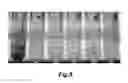 Fig. 09 - PACKAGING FORMULATION FOR PREVENTING THE INSOLUBILITY OF CHITOSAN-CONTAINING COMPOSITIONS