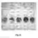 Fig. 15 - PACKAGING FORMULATION FOR PREVENTING THE INSOLUBILITY OF CHITOSAN-CONTAINING COMPOSITIONS