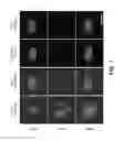 Fig. 02 - GENERATION OF MALE GERM CELLS