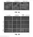 Fig. 06 - GENERATION OF MALE GERM CELLS