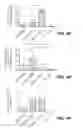 Fig. 09 - GENERATION OF MALE GERM CELLS