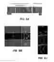 Fig. 10 - GENERATION OF MALE GERM CELLS
