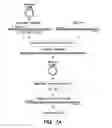 Fig. 12 - GENERATION OF MALE GERM CELLS