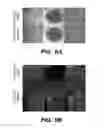 Fig. 15 - GENERATION OF MALE GERM CELLS