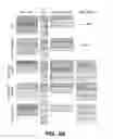 Fig. 24 - GENERATION OF MALE GERM CELLS