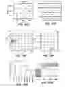 Fig. 27 - GENERATION OF MALE GERM CELLS