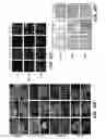 Fig. 30 - GENERATION OF MALE GERM CELLS