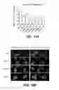 Fig. 31 - GENERATION OF MALE GERM CELLS