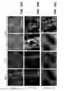 Fig. 34 - GENERATION OF MALE GERM CELLS