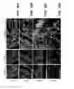 Fig. 35 - GENERATION OF MALE GERM CELLS