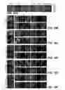 Fig. 37 - GENERATION OF MALE GERM CELLS