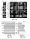 Fig. 49 - GENERATION OF MALE GERM CELLS