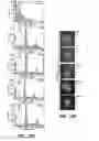Fig. 50 - GENERATION OF MALE GERM CELLS