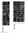 Fig. 53 - GENERATION OF MALE GERM CELLS