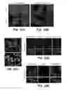 Fig. 55 - GENERATION OF MALE GERM CELLS