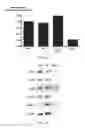 Fig. 07 - METHODS AND COMPOSITIONS FOR PRODUCING GERM CELLS FROM BONE MARROW DERIVED GERMLINE STEM CELLS