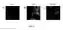 Fig. 04 - Synthetic surfaces for culturing stem cell derived cardiomyocytes