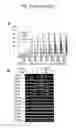 Fig. 07 - Method for producing renal progenitor cells