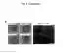 Fig. 12 - Method for producing renal progenitor cells