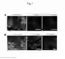Fig. 13 - Method for producing renal progenitor cells