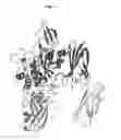 Fig. 02 - CRYSTAL STRUCTURE OF BLOOD COAGULATION FACTOR XIIIA