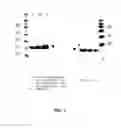 Fig. 04 - Amino acid sequence presenting fusion polypeptide and its use