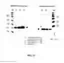 Fig. 19 - Amino acid sequence presenting fusion polypeptide and its use