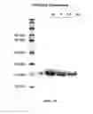 Fig. 37 - Amino acid sequence presenting fusion polypeptide and its use