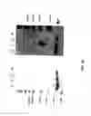 Fig. 42 - Amino acid sequence presenting fusion polypeptide and its use