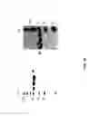 Fig. 43 - Amino acid sequence presenting fusion polypeptide and its use