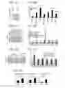 Fig. 03 - Microrna and uses in brown fat differentiation