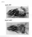 Fig. 06 - Screening Method For Compound Having Obesity Preventive Or Therapeutic Activity
