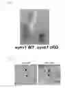 Fig. 07 - Screening Method For Compound Having Obesity Preventive Or Therapeutic Activity
