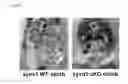 Fig. 09 - Screening Method For Compound Having Obesity Preventive Or Therapeutic Activity