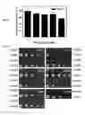 Fig. 09 - Agrobacterium-mediated transformation of lipomyces