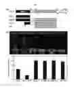 Fig. 02 - Method for inactivating target transcription factor using artificial small interfering peptide and use thereof