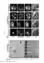 Fig. 08 - Method for inactivating target transcription factor using artificial small interfering peptide and use thereof