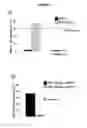 Fig. 06 - Methods and compositions for target DNA modification