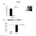 Fig. 16 - Methods and compositions for target DNA modification